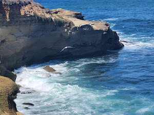La Jolla cove with flying seagull