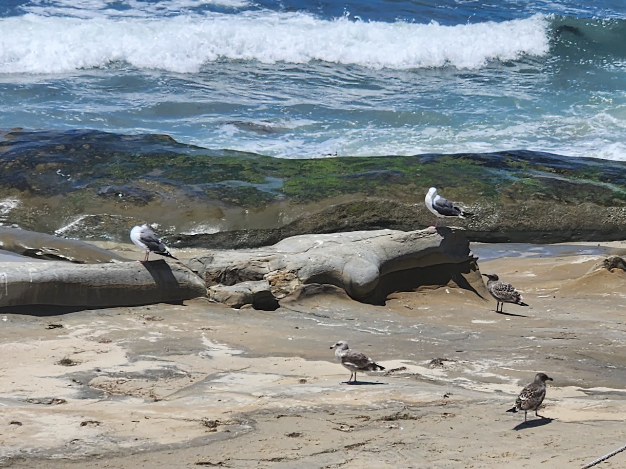 Seagulls on log
