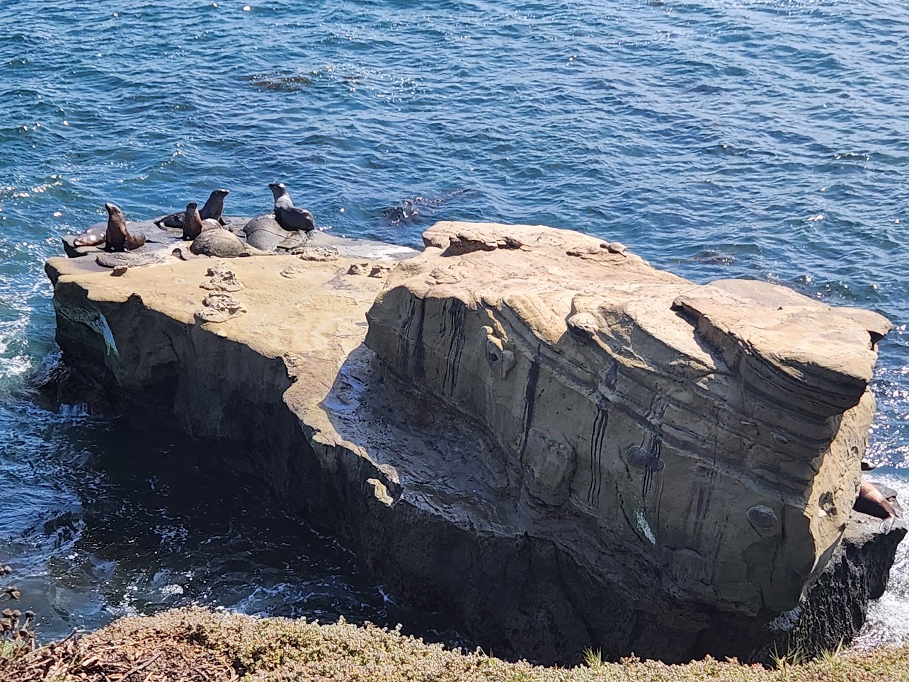 Sea lions on a rock