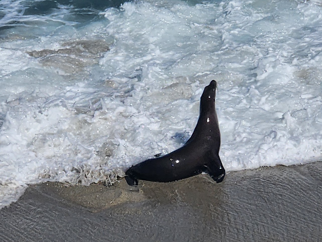 Sea lion in the waves