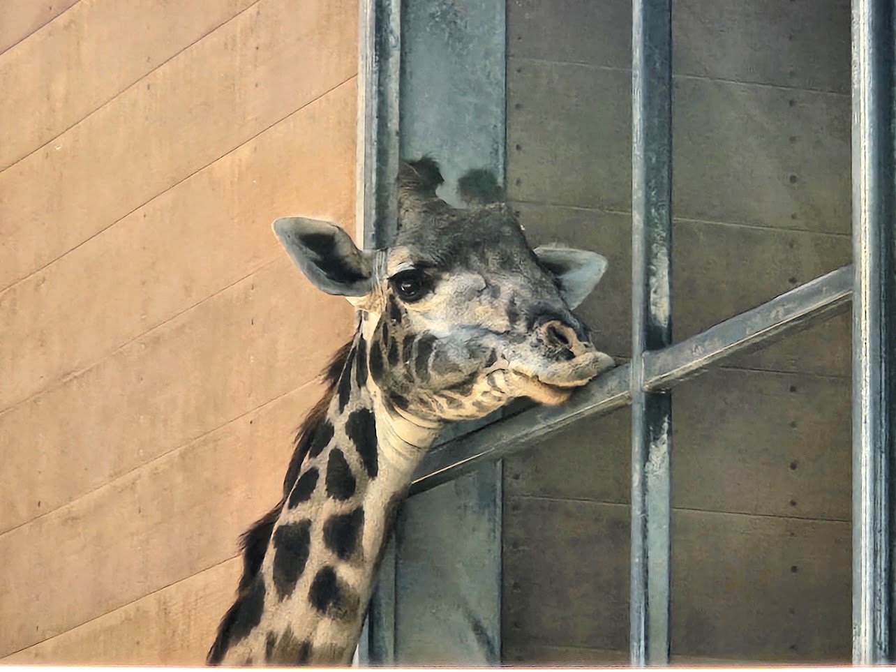 Giraffe staring