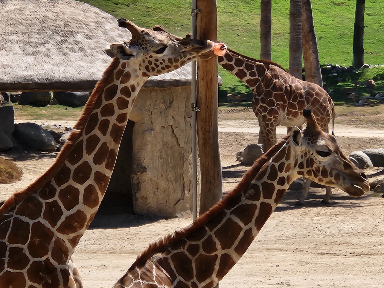 Two giraffes facing the same way
