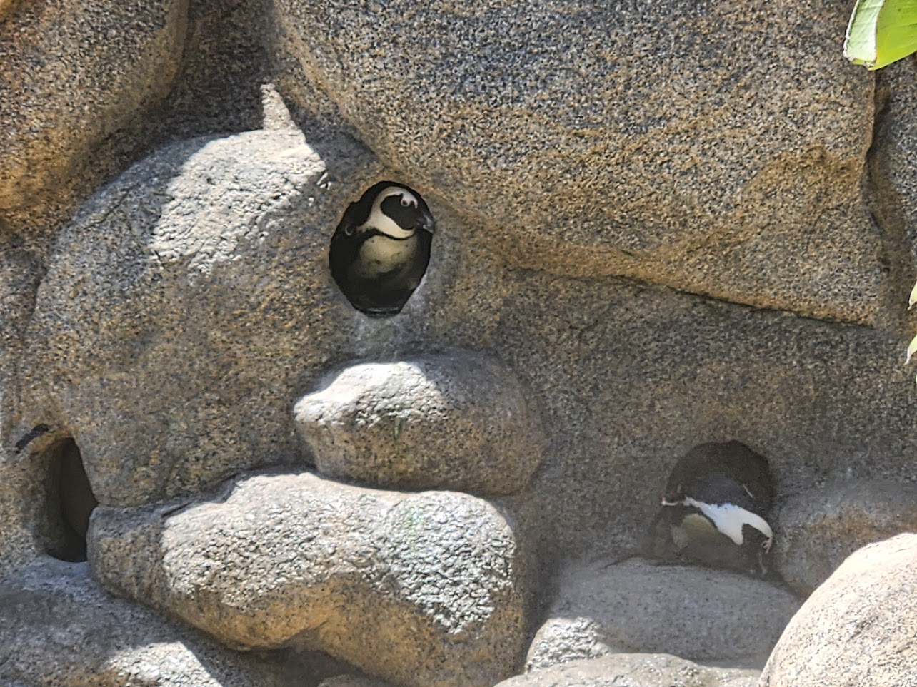 Penguins in holes