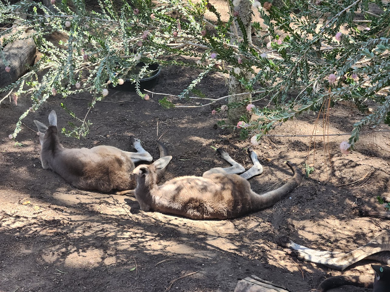 Two kangaroos relaxing