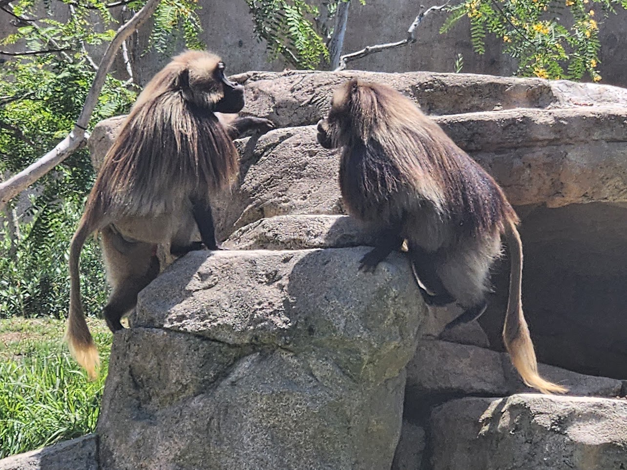 Two monkeys climbing a rock