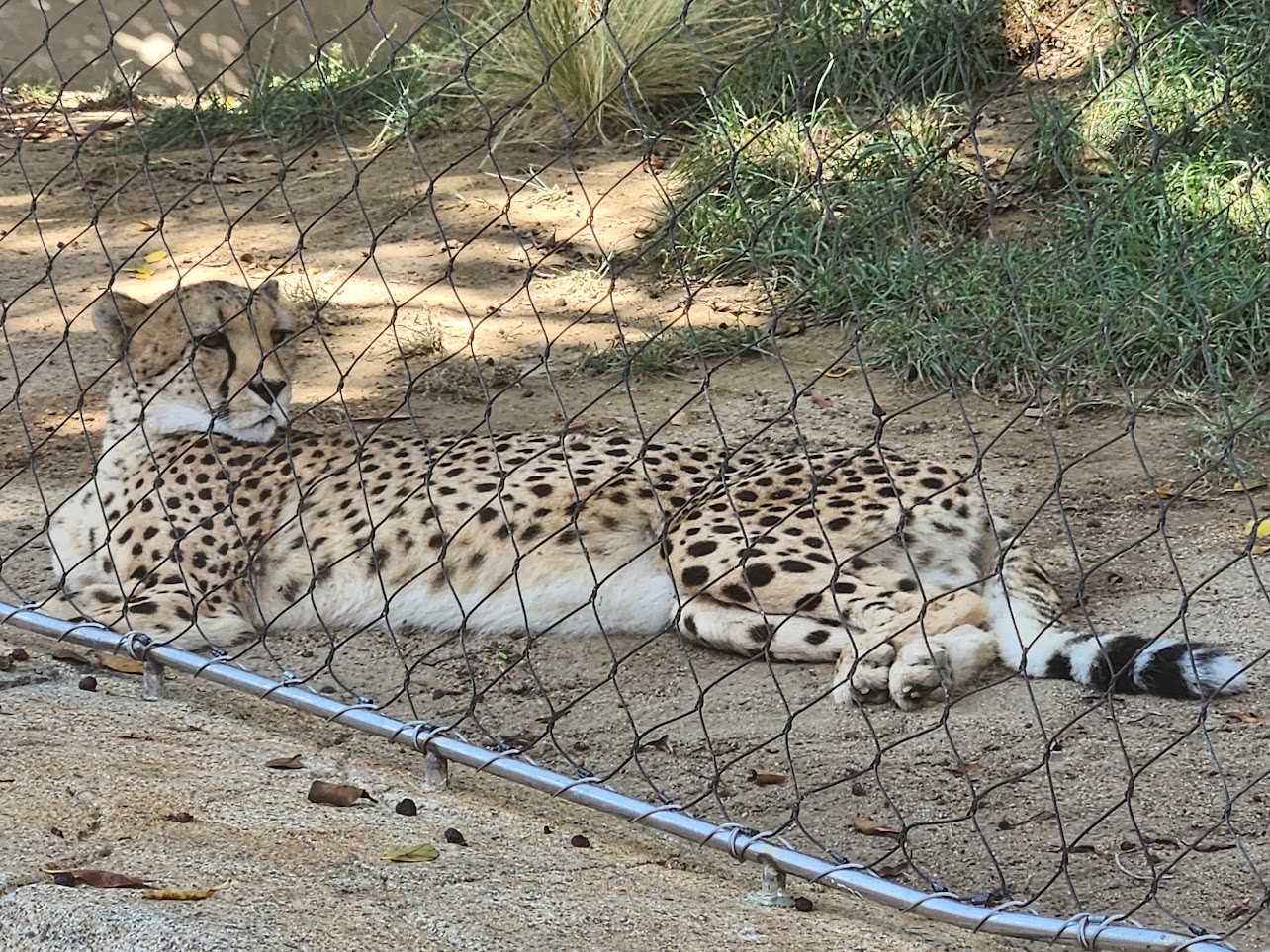 One cheetah relaxing