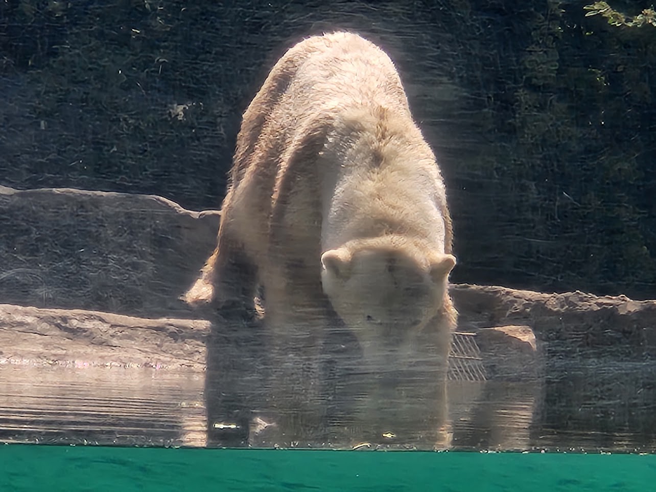 Polar bear entering the water