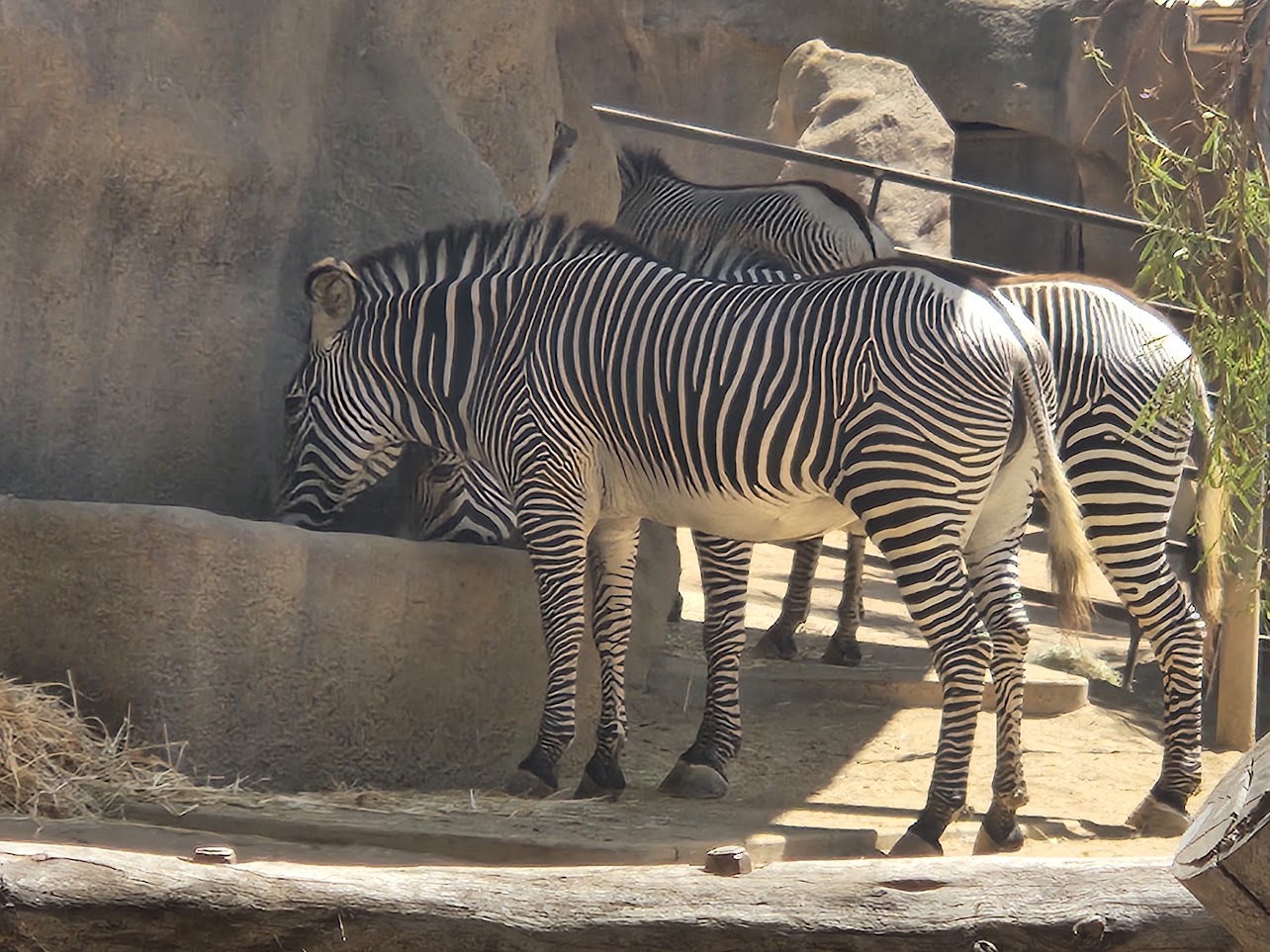 Zebra feeding time