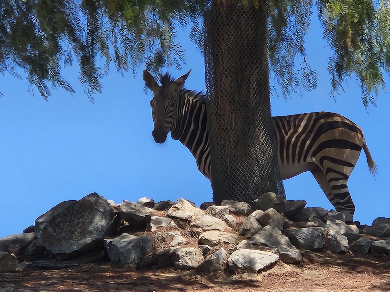 Zebra standing on a hill