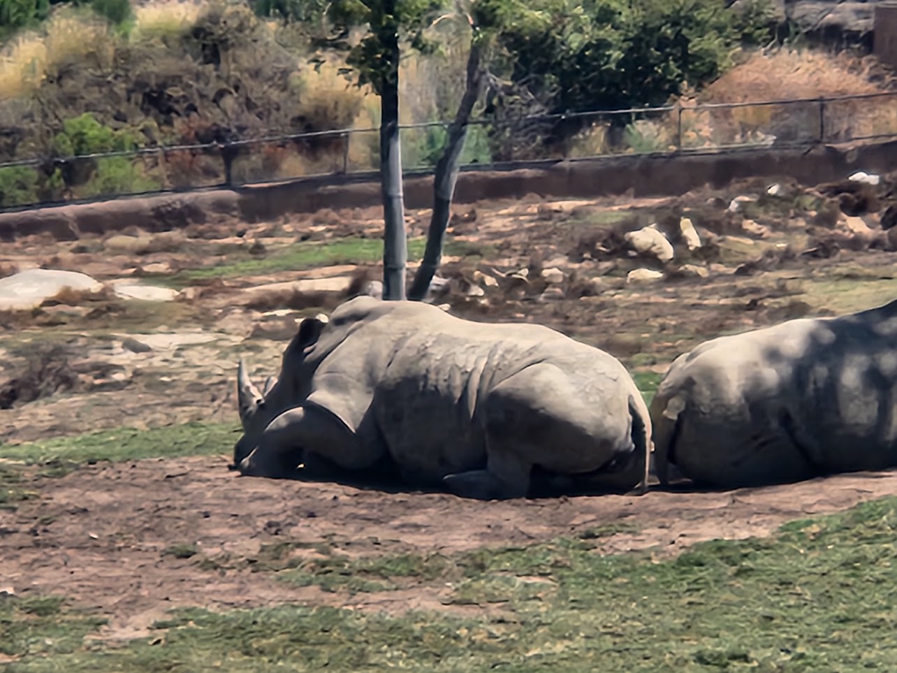 Rhino resting