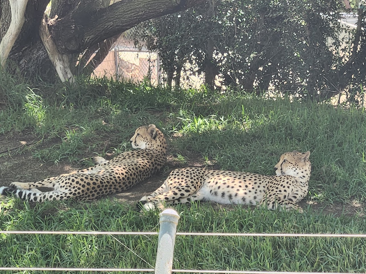 Two cheetahs relaxing