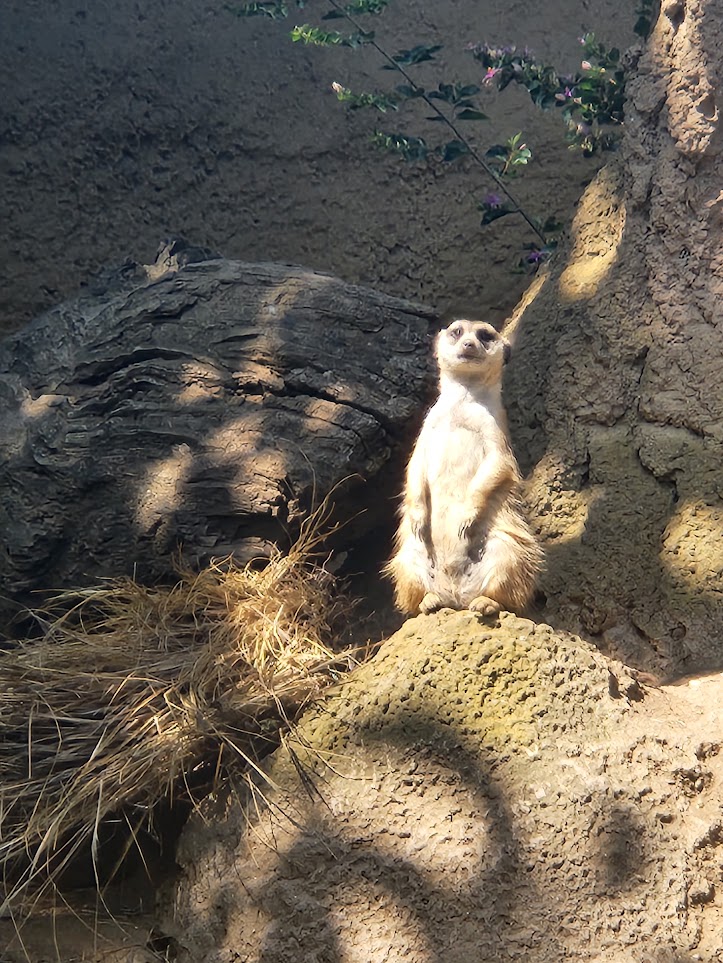 Perched meerkat