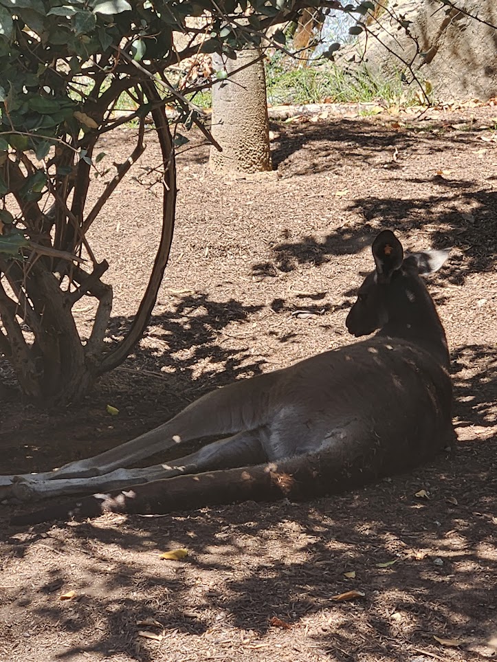 Relaxing kangaroo