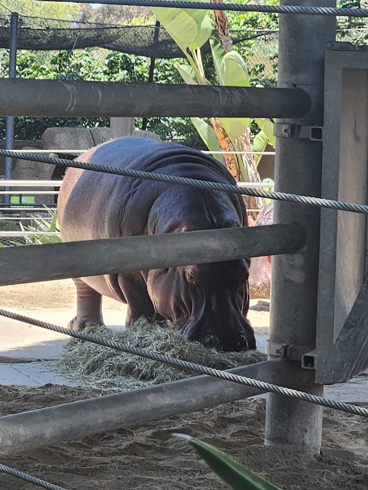 Eating hippo
