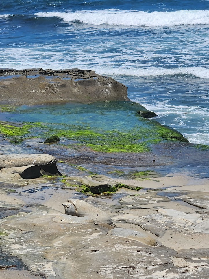 La Jolla colorful rock