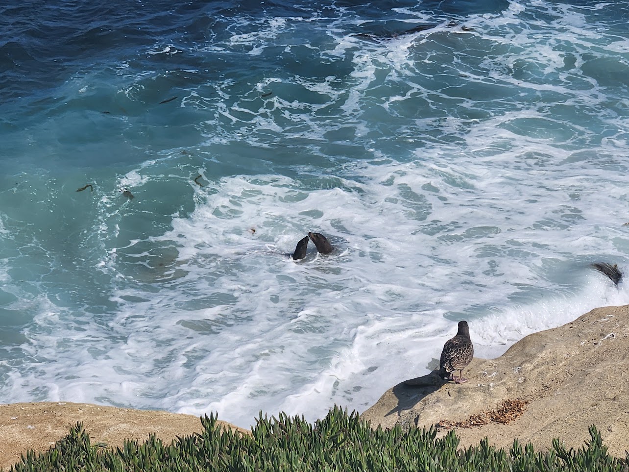 Two sea lions in the water