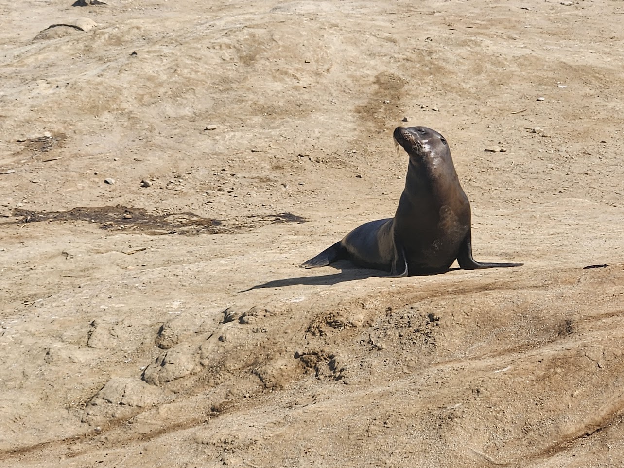 Sea lion on the beach