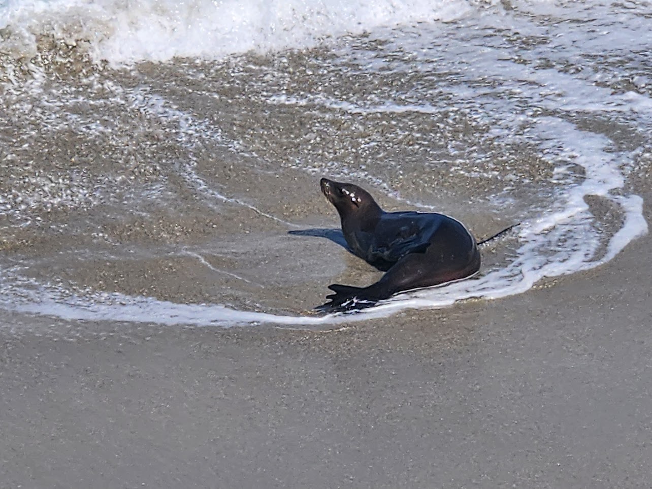 Sea lion with light water around it