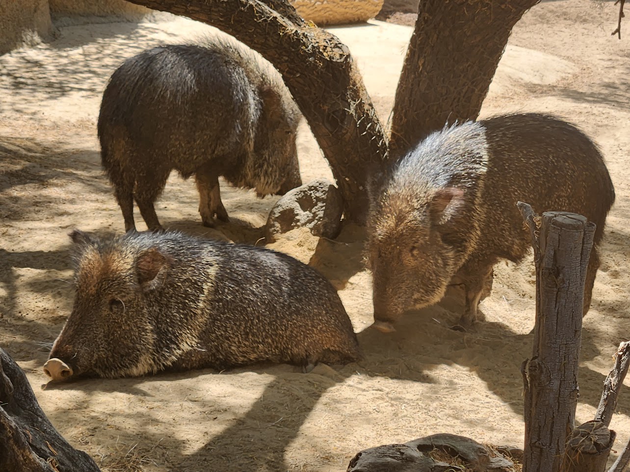 Warthogs