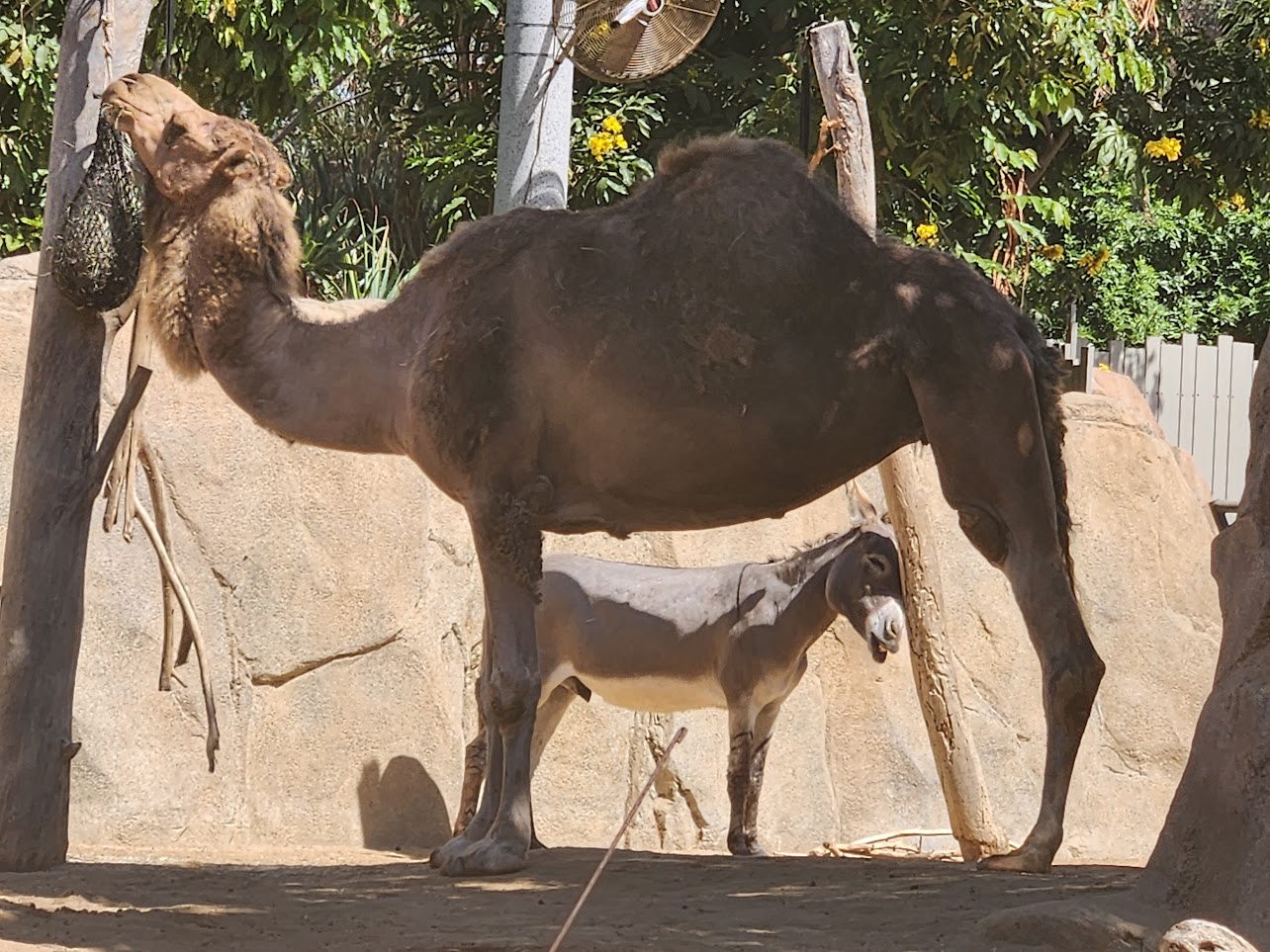 Camel feeding
