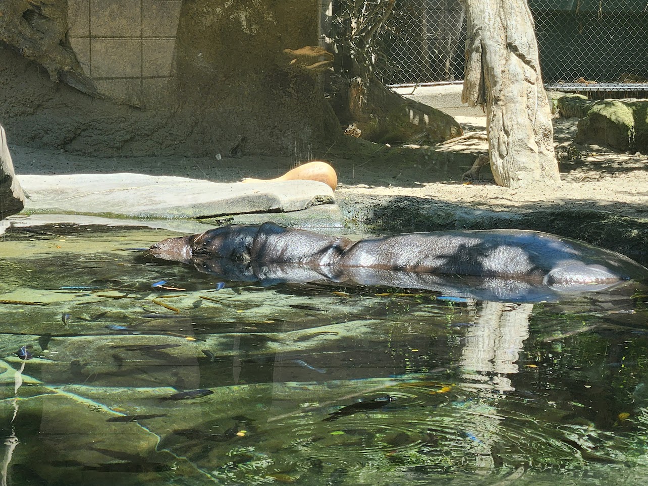 Hippo swimming