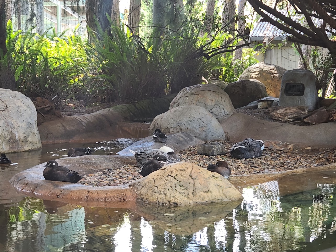 Group of birds by the water