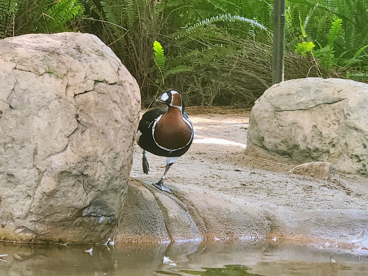 Close up of a bird walking