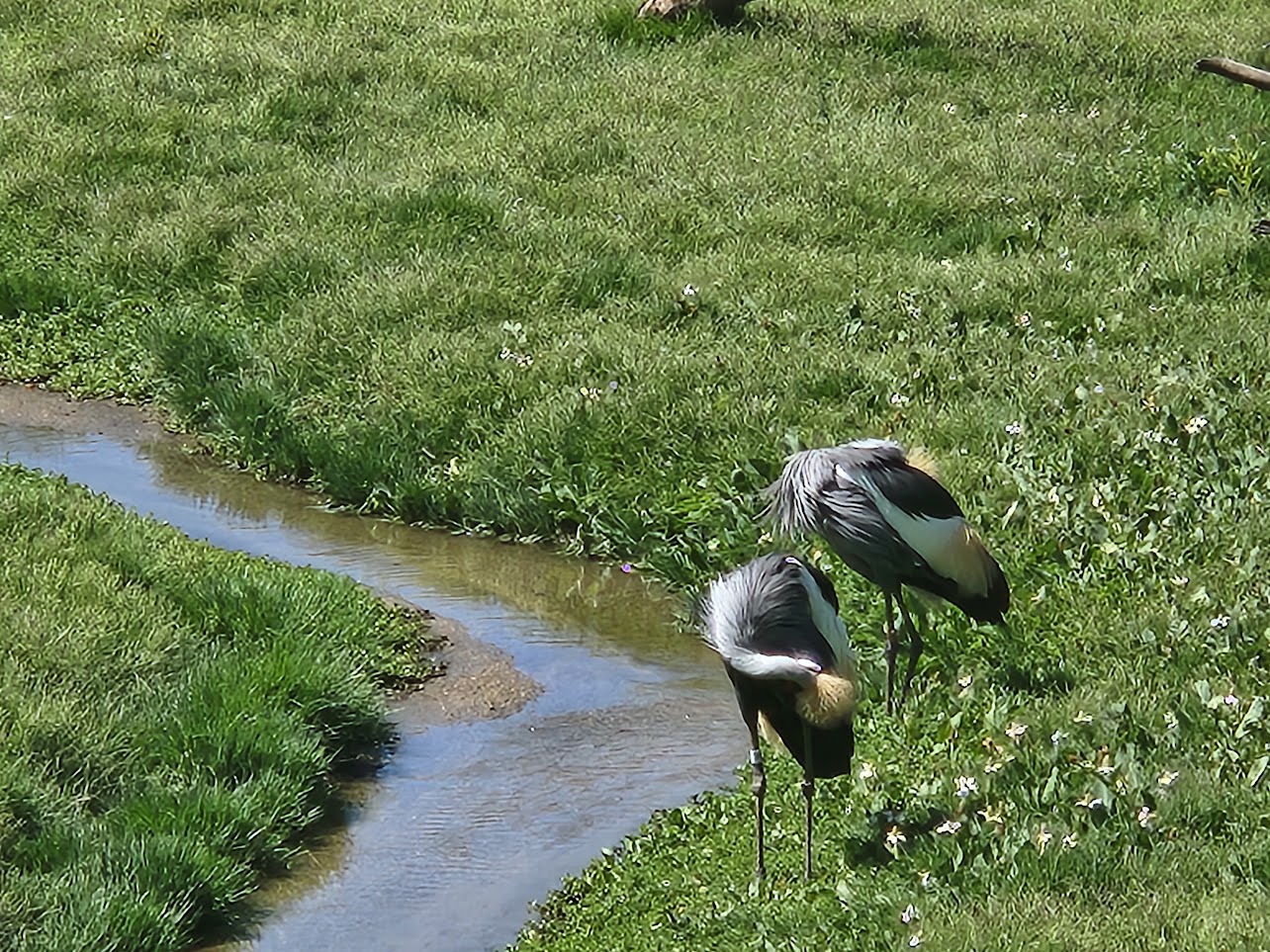 Two birds by a stream