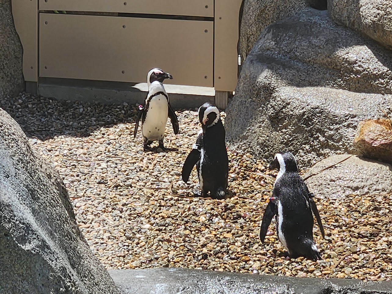 Penguins
