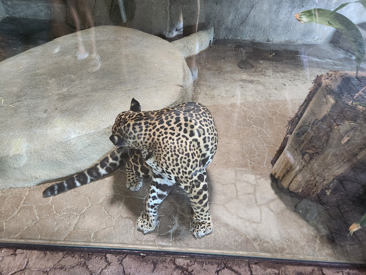 Big cat scratching an itch