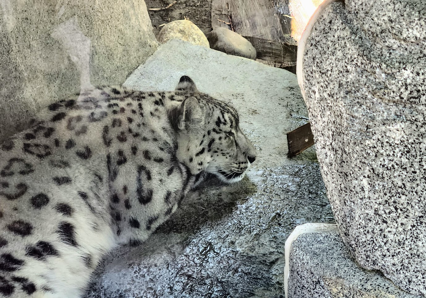 Snow leopard sleeping