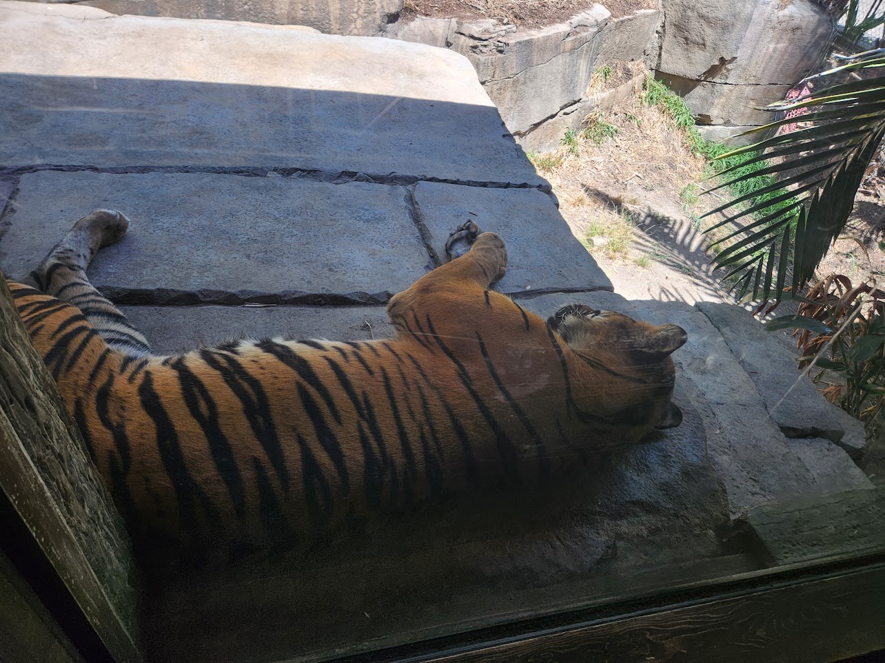 Tiger sleeping