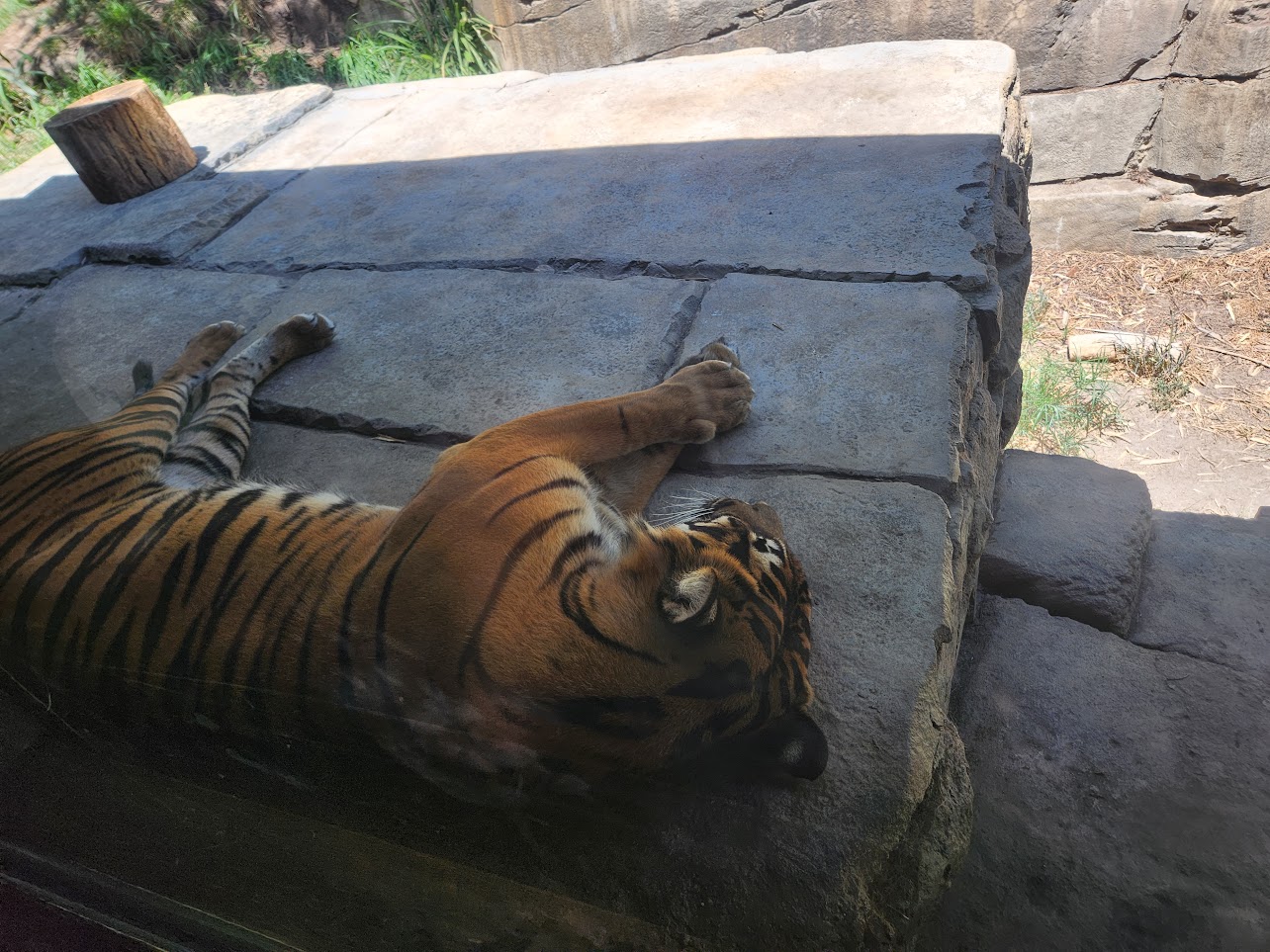 Tiger sleeping