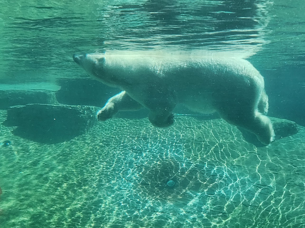 Polar bear swimming