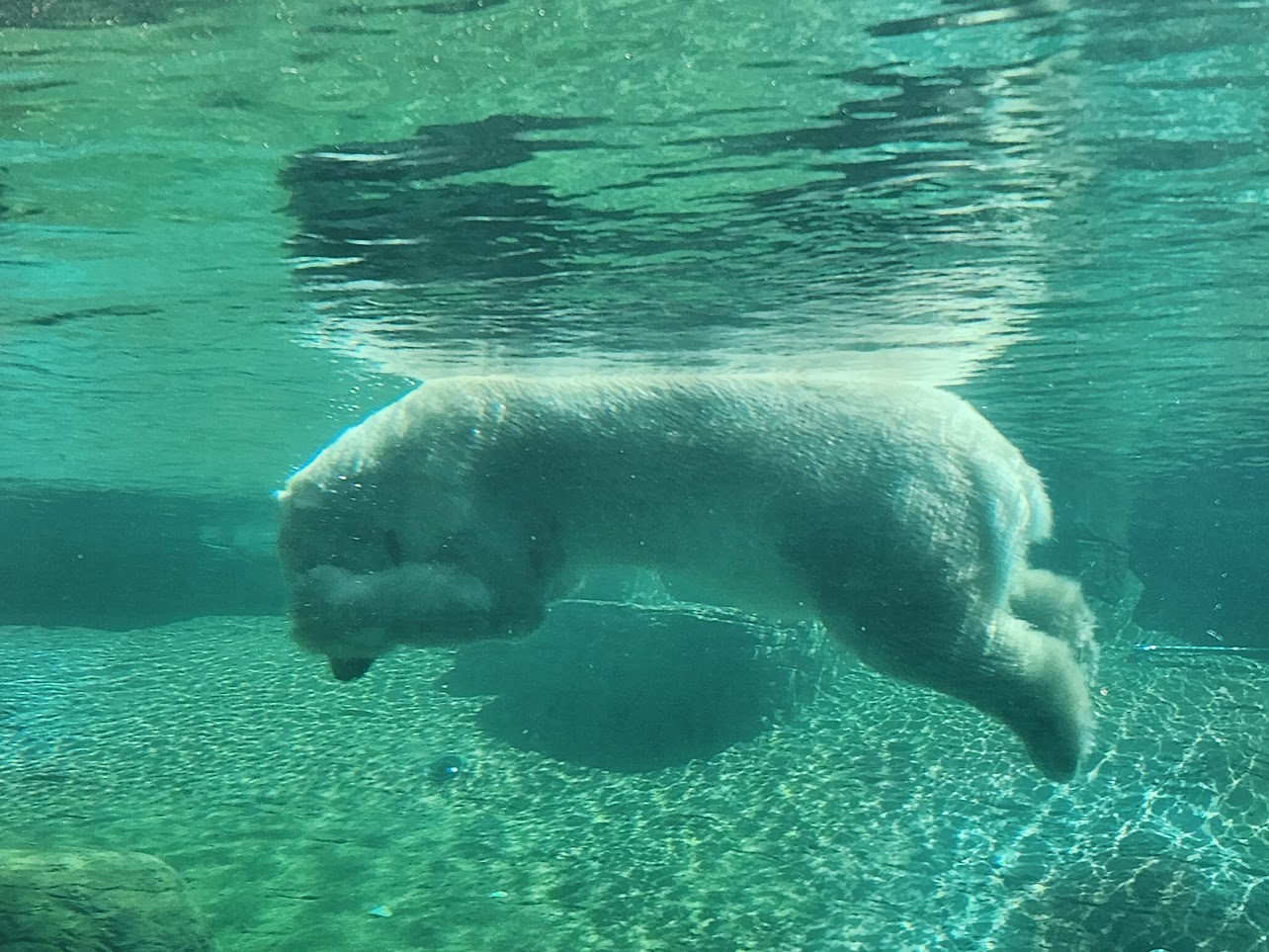 Polar bear swimming