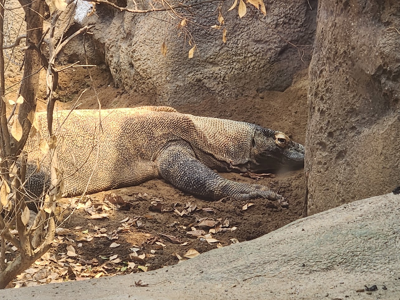 Komodo dragon