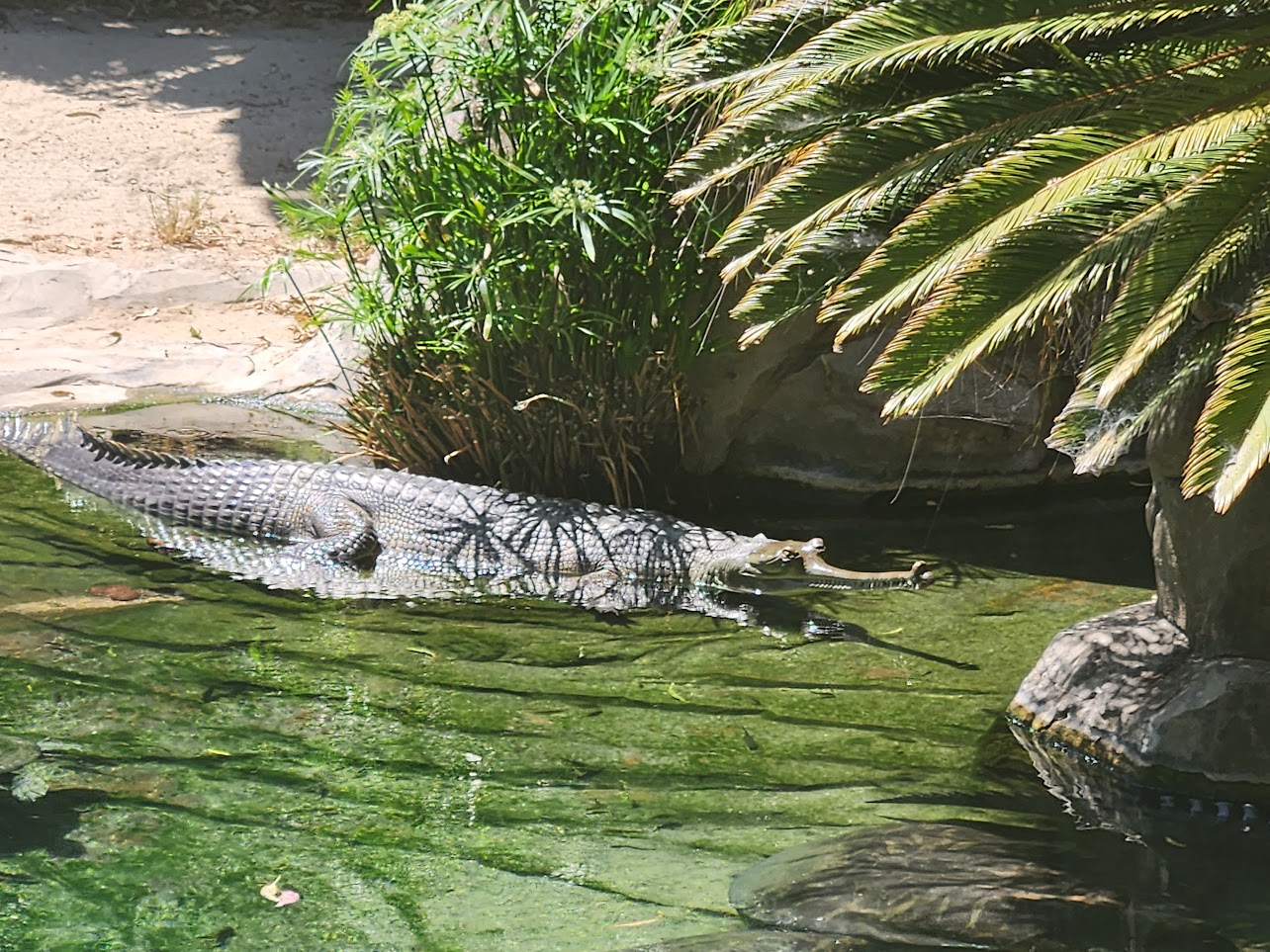 Alligator swimming