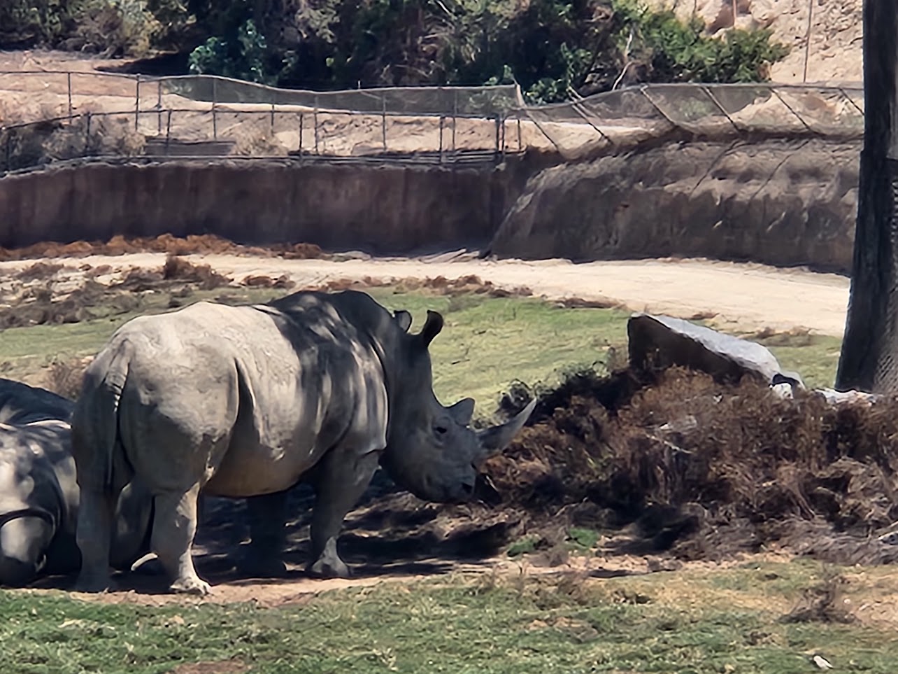 Rhino standing