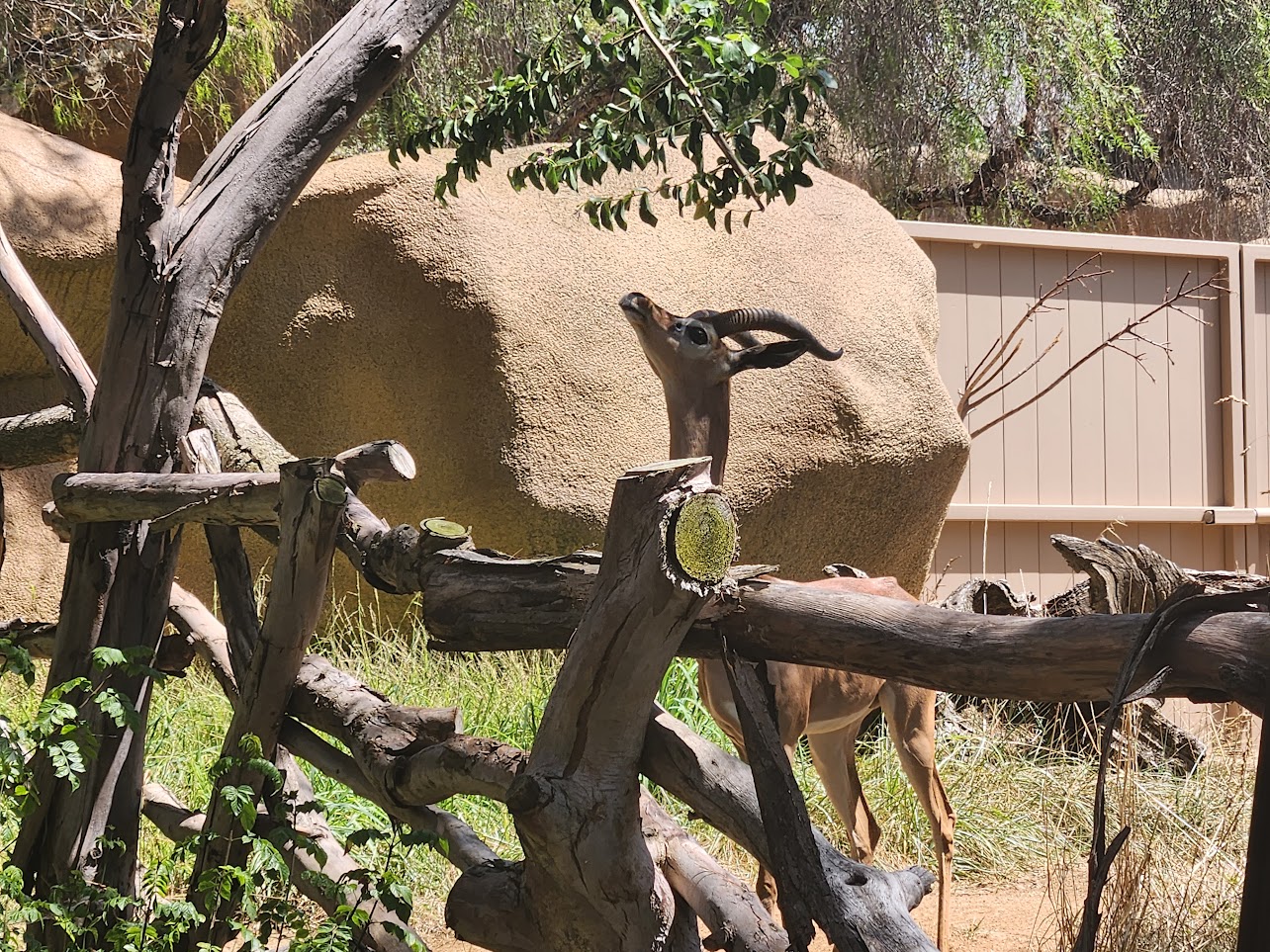 Staring up at the tree