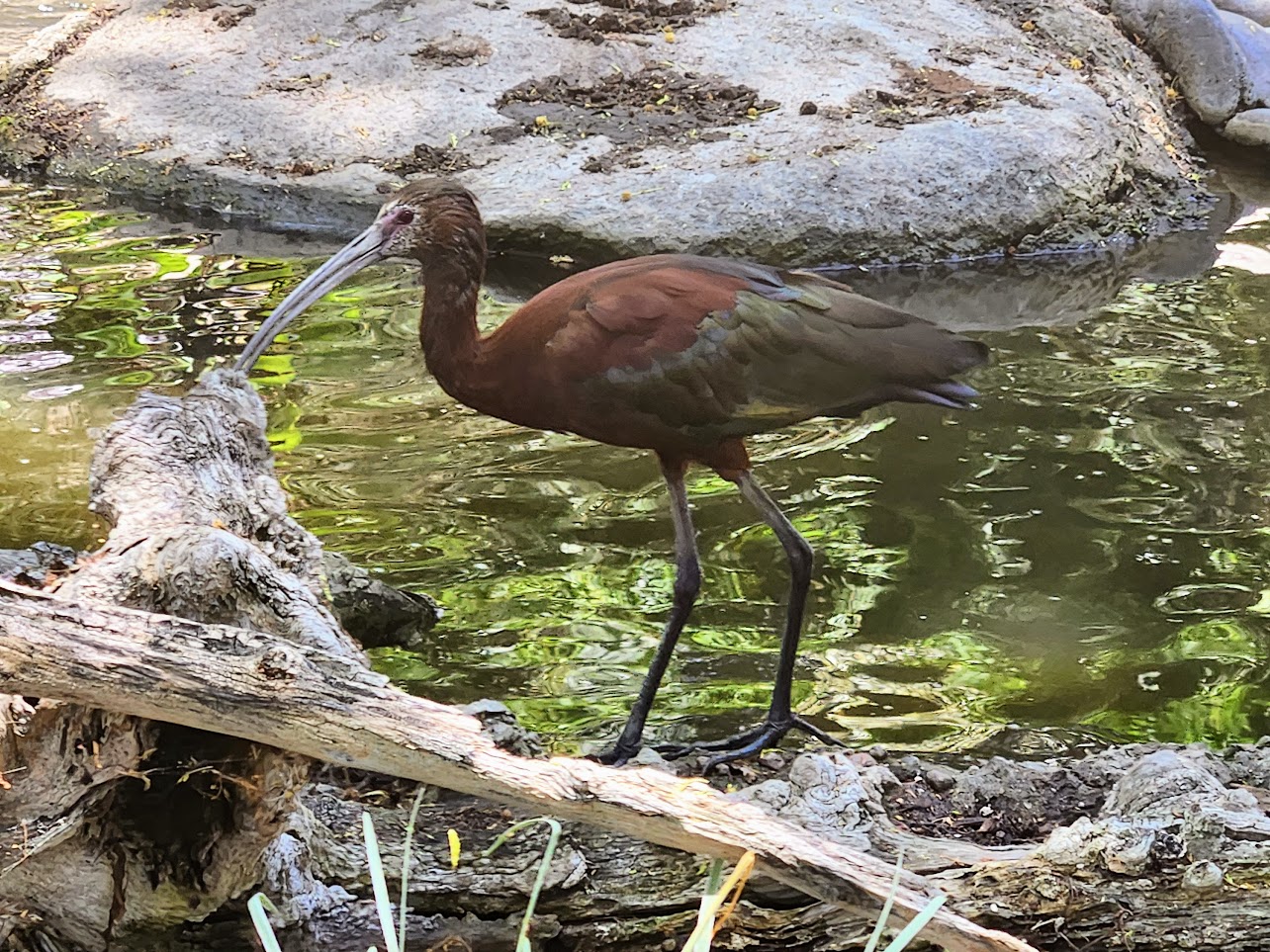 Bird walking in front of water