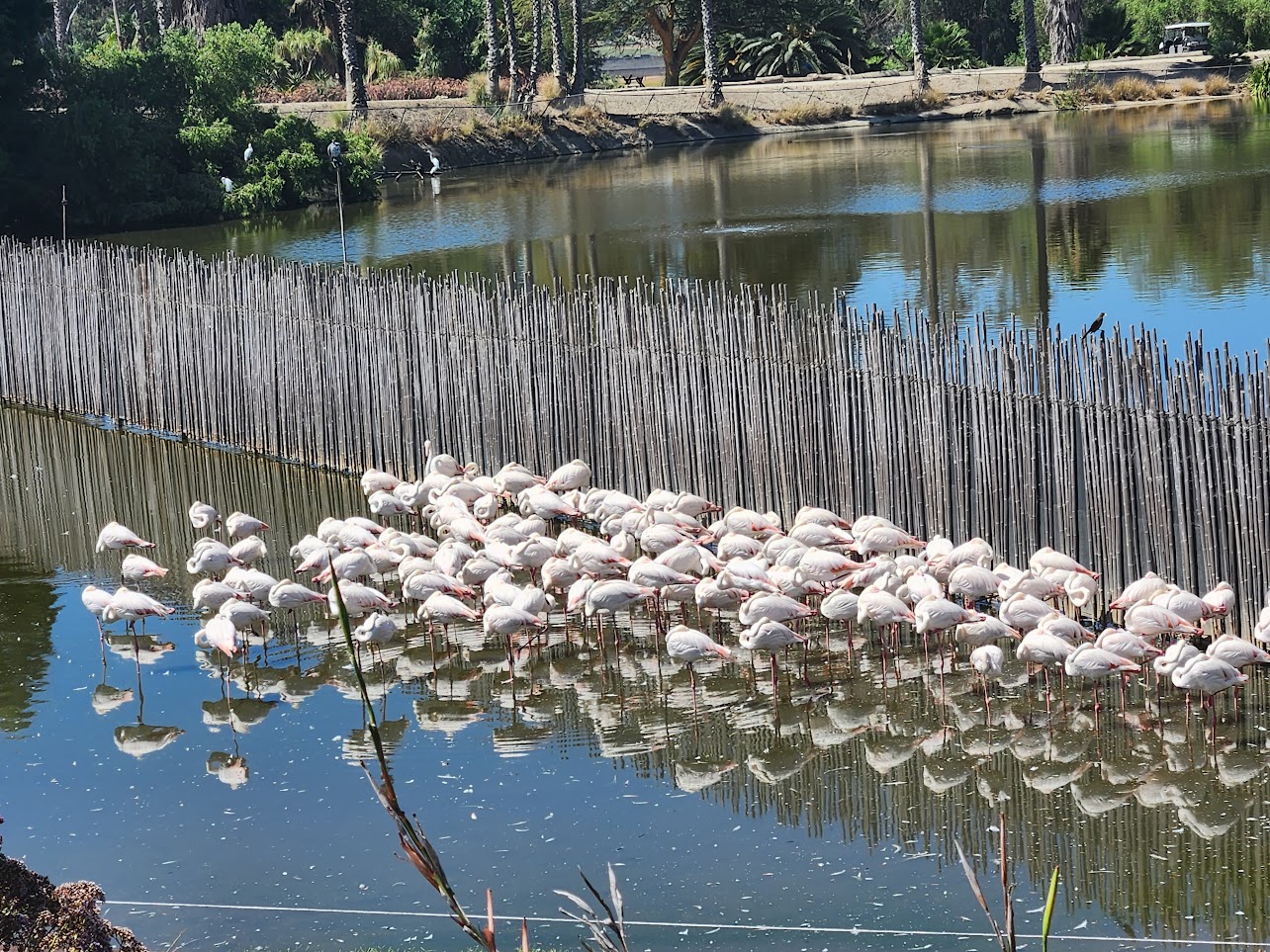Group of flamingos