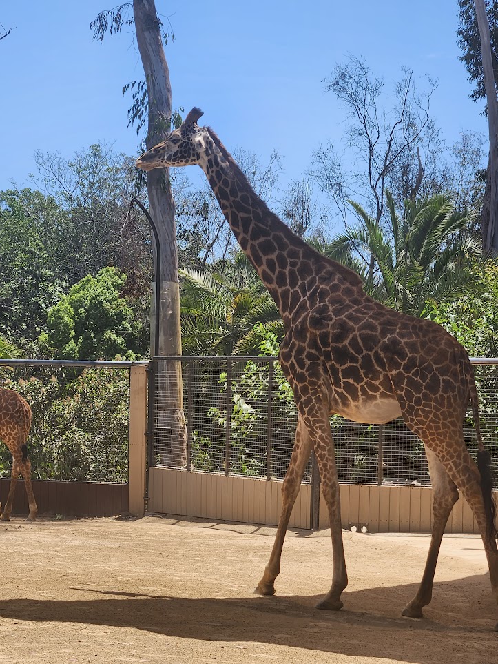 Giraffe walking