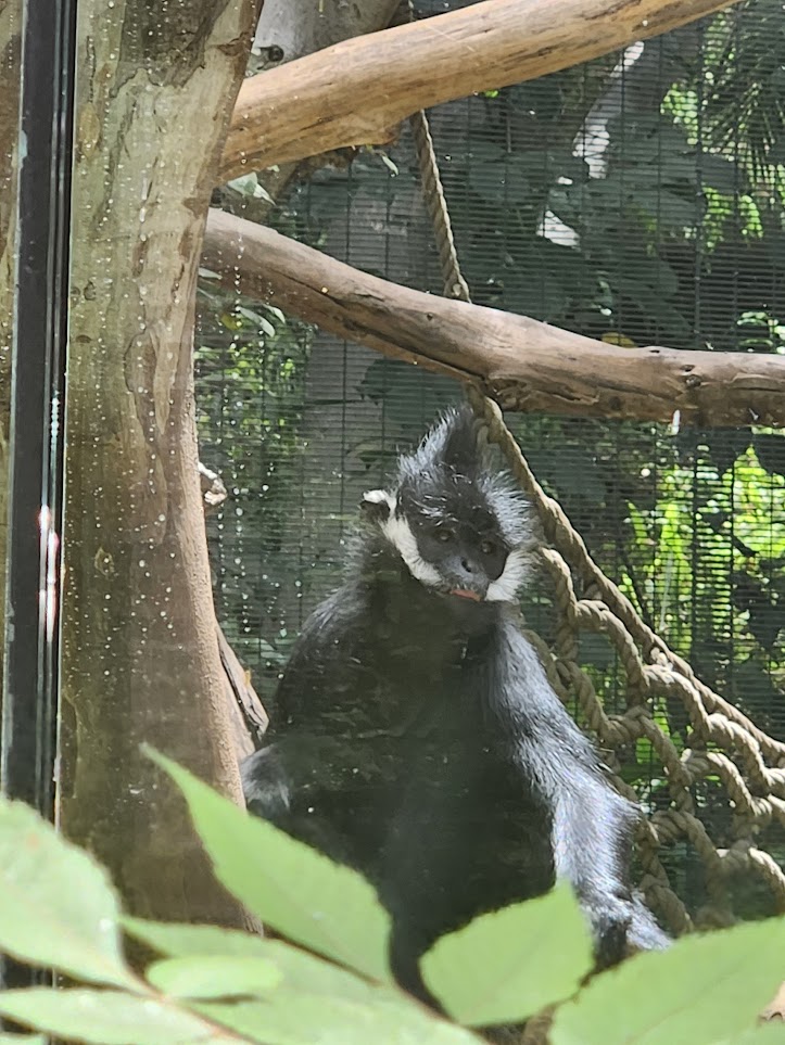 Monkey with an interesting hairdo