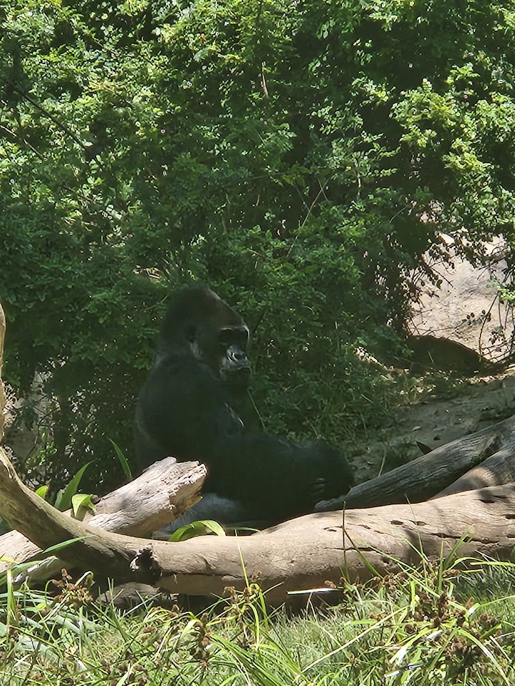 Relaxing gorilla