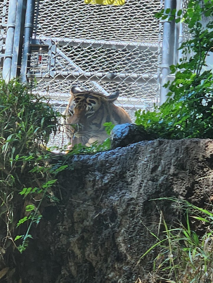 Tiger cleaning itself