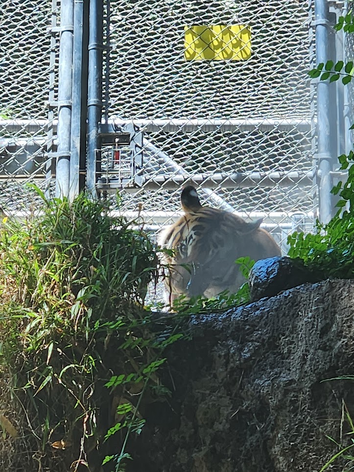 Closer view of tiger cleaning itself
