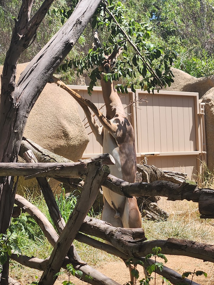 Feeding from the trees